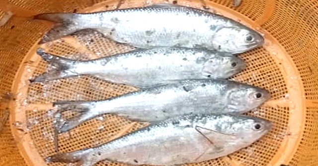 বাবুগঞ্জে পুকুরে মিললো ৪টি তাজা ইলিশ