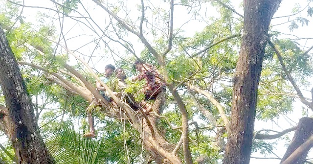 ভোলায় উঁচু গাছে ডাল কাটতে উঠে অজ্ঞান যুবক, অতঃপর 