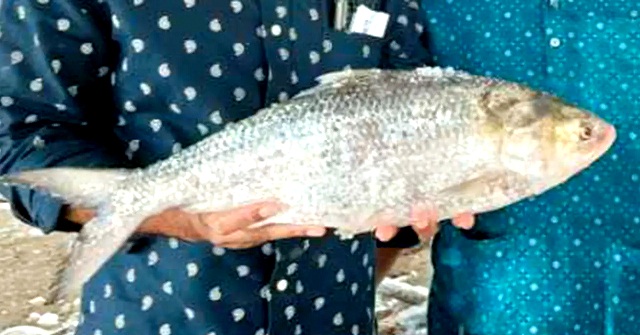 পাথরঘাটায় এক ইলিশ সাড়ে ৮ হাজারে বিক্রি