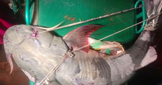 লাখ টাকায় বিক্রি হলো ৬২ কেজির বাঘাইড় 