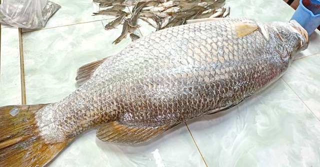 কলাপাড়ায় ২০ কেজির কোরাল বিক্রি হলো ২১ হাজারে