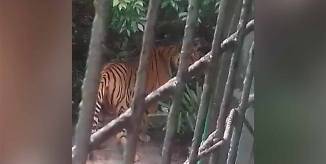 বন বিভাগের অফিসে আবারও দেখা গেল বাঘ