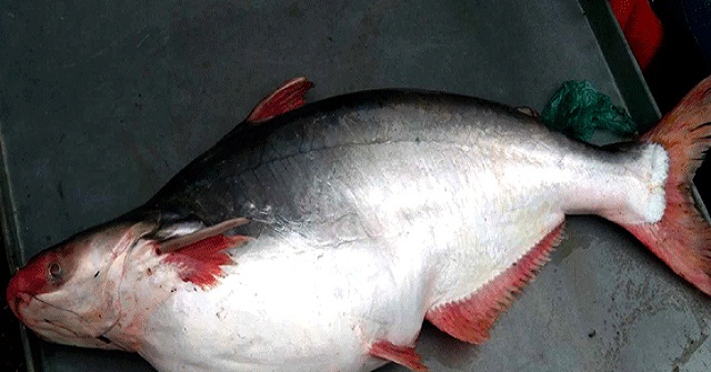 ১৩ কেজির পাঙাশ সাড়ে ১০ হাজারে বিক্রি