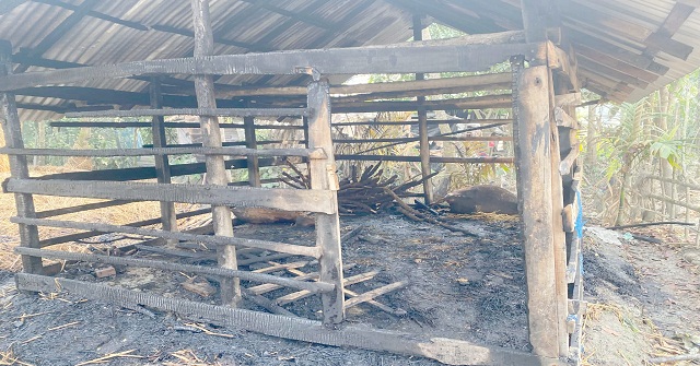 মঠবাড়িয়ায় গভীর রাতে দুর্বৃত্তদের দেয়া আগুনে গরুসহ গোয়ালঘর পুড়ে ছাই