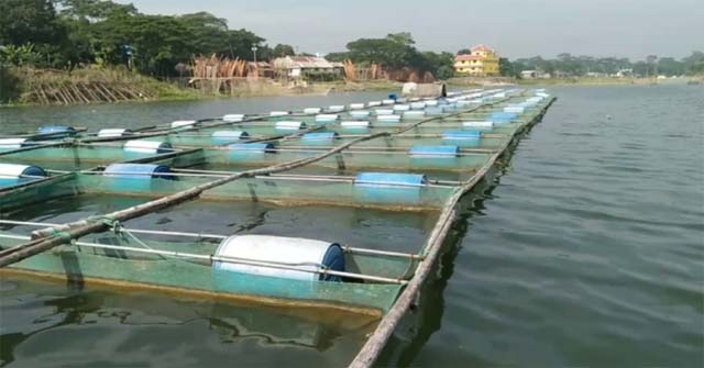  নদীতে কমে যাচ্ছে ইলিশ, খাঁচায় মাছ চাষ করছে ভোলার জেলেরা