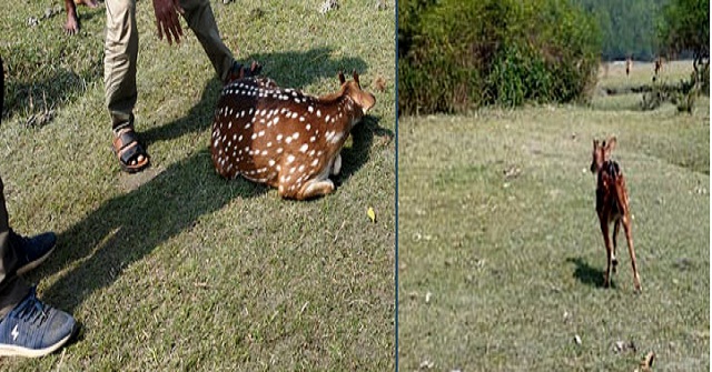 লালমোহনে উদ্ধার চিত্রা হরিণ অবমুক্ত