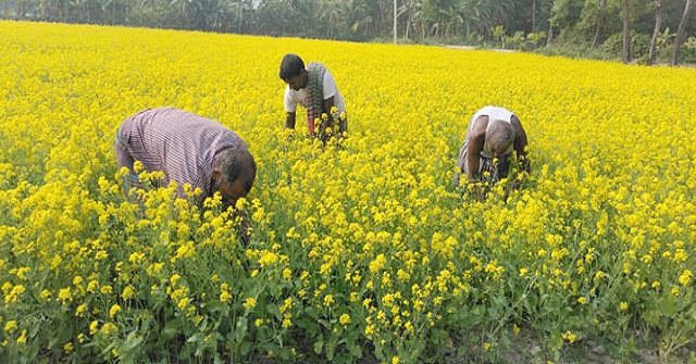ভোলায় সরিষার চাষে রেকর্ড 