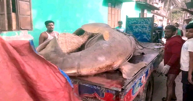 আড়াই লাখ টাকায় বিক্রি হলো ২৫ মনের  ‘দানব খটক মাছ’