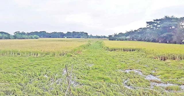 ঘূর্ণিঝড় রিমালে বরিশাল বিভাগে  কৃষি-মৎস্য খাতে ক্ষতি ৭০০ কোটি টাকা