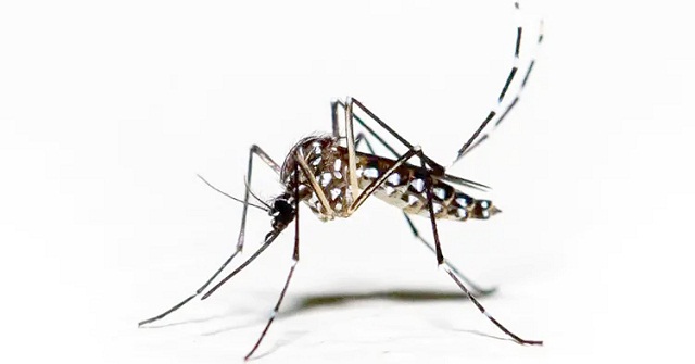 ডেঙ্গুতে মারা গেলেন বরগুনার এমপির শাশুড়ি 