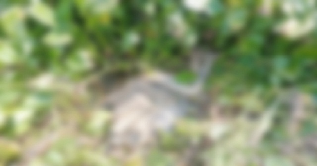 ভাণ্ডারিয়ায় ডোবা থেকে অজ্ঞাত বৃদ্ধের লাশ উদ্ধার