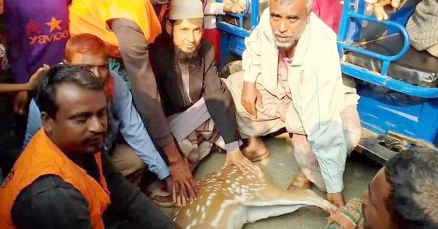 সুন্দরবনের হরিণ লোকালয়ে উদ্ধার