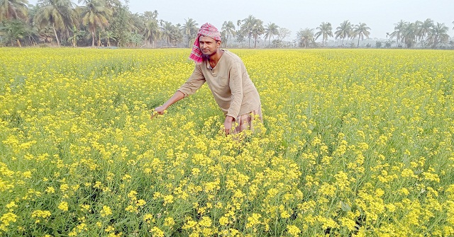 মঠবাড়িয়ায় সরিষা চাষে আগ্রহ বাড়ছে কৃষকদের