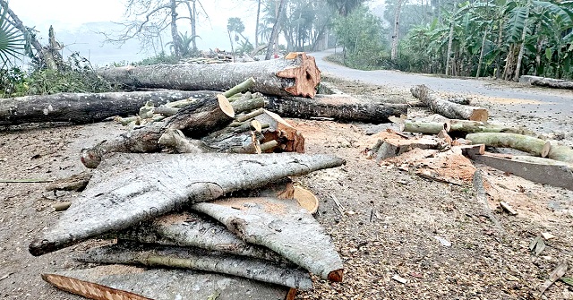 ঝালকাঠিতে ১২০ গাছ কাটার পর স্থগিত ২ হাজার গাছ কাটার প্রকল্প