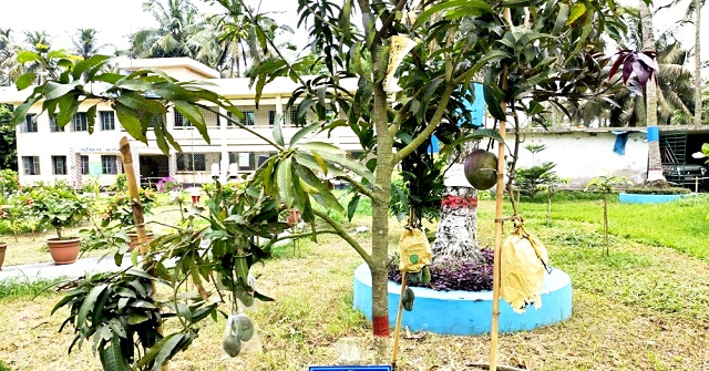 বাবুগঞ্জে এক গাছেই ১০ জাতের আম