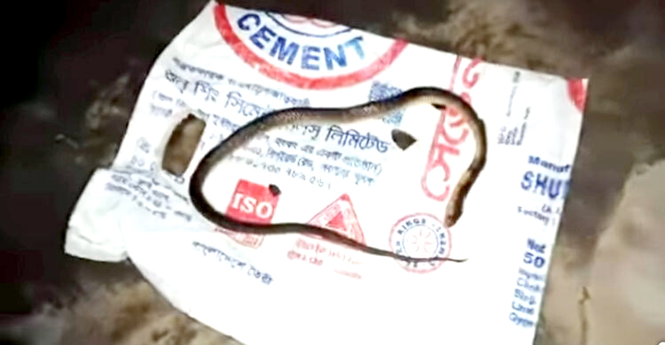 ভোলায় সাপের কামড়ে বৃদ্ধের মৃত্যু