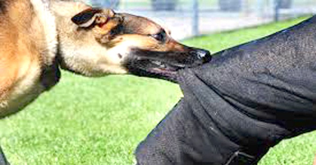 আড়াই ঘন্টায় পাথরঘাটায় কুকুরের কামড়ে আহত ২৫