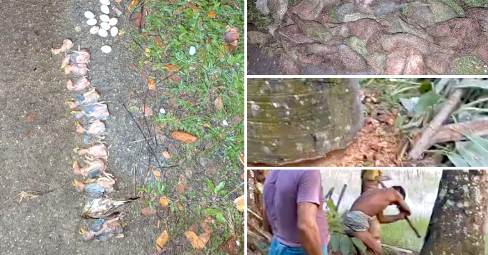 ঝালকাঠিতে কেটে ফেলা হলো তালগাছ, শতাধিক বাবুই পাখির মৃ*ত্যু