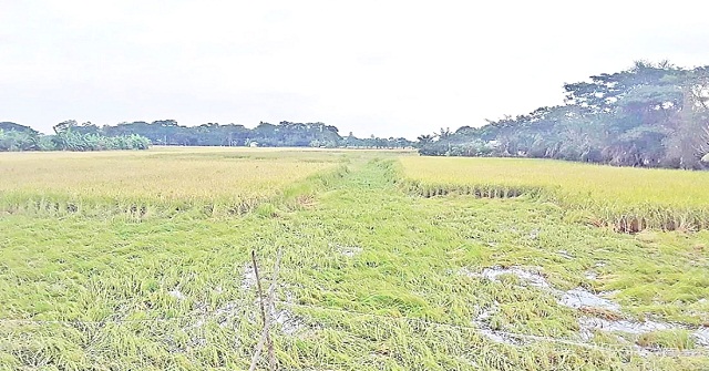 টানা বর্ষণে তছনছ দখিনের কৃষি ও মৎস্য খাত, ক্ষতি ৩৮ কোটি টাকা 