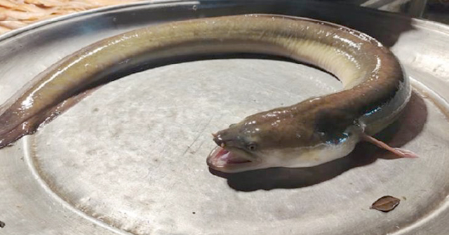 ক্যামেরার আলো দেখলেই হা করছে মাছ