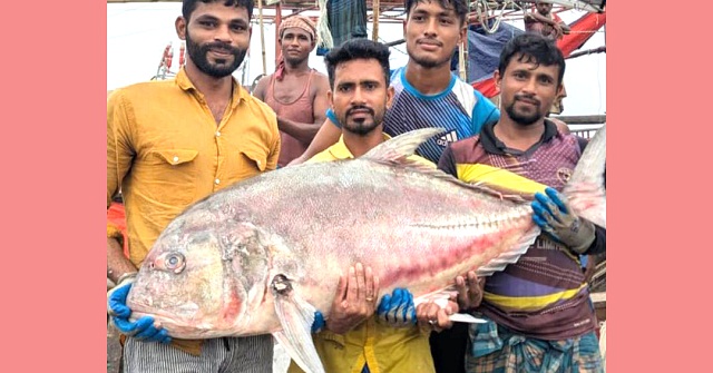 কুয়াকাটায় জেলের জালে ধরা পড়লো দেড় মণ ওজনের তবল মাছ