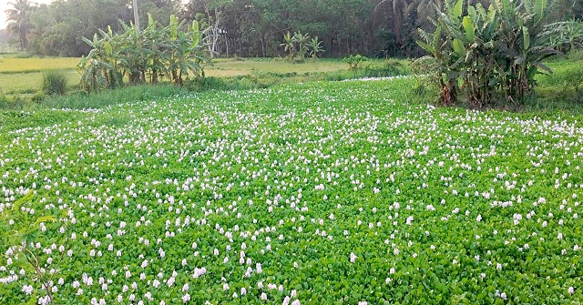 আমতলীতে  খাল দখল-ভরাটে বিপর্যয়!