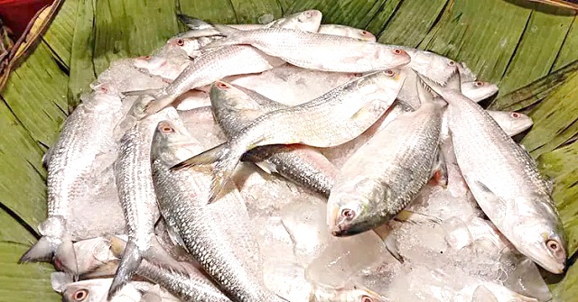 ইলিশের দাম কেজিতে বেড়েছে ৩০০-৪০০ টাকা