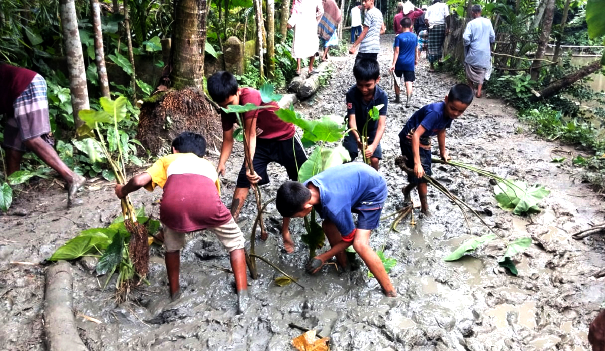 রাজাপুরে কাঁচা রাস্তা পাকা করণের দাবিতে কচু গাছ লাগিয়ে প্রতিবাদ 