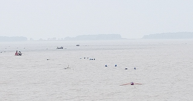 মনপুরার মেঘনায় অভয়াশ্রমে নিষিদ্ধ জাল দিয়ে অবাধে মাছ শিকার