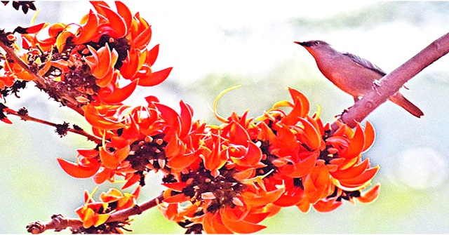 ​বসন্ত জাগ্রত দ্বারে: ঐতিহ্যের রঙে আগামীর আবাহন