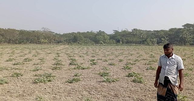 আমতলীতে তরমুজ গাছের পরিচর্জায় ব্যস্ত চাষীরা