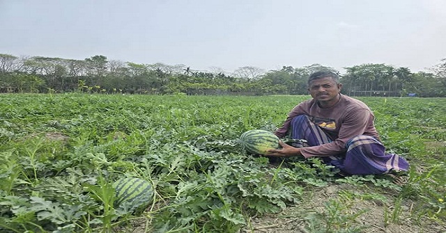 আমতলীতে ৩০০ কোটি টাকার তরমুজ বিক্রির আশা    