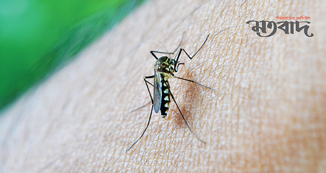 এ বছর ডেঙ্গু আক্রান্ত ১০ হাজার ছাড়াল