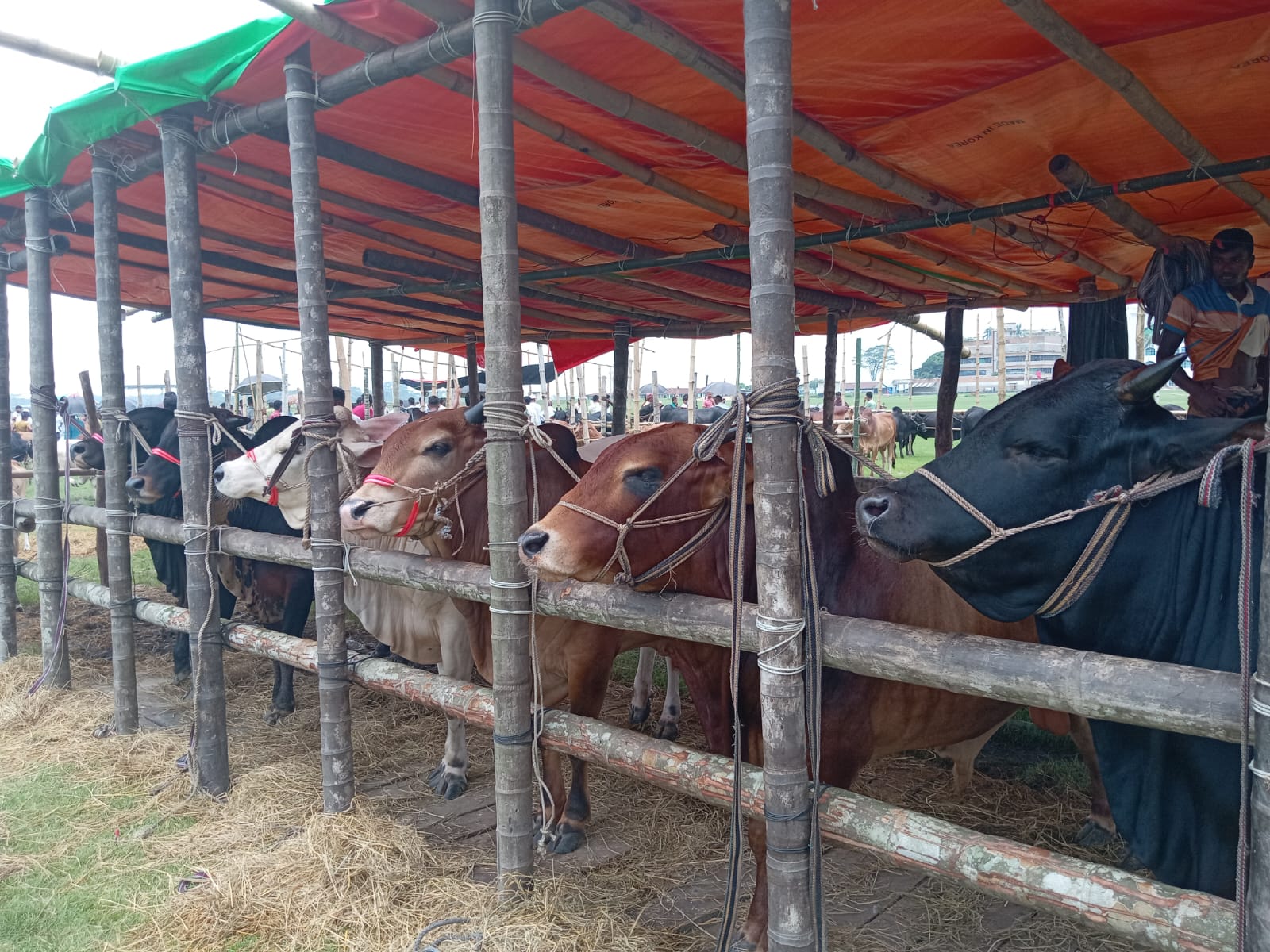বরিশালে শেষ মুহূর্তে জমে উঠছে পশু বেচাকেনা
