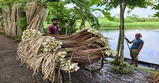 আগৈলঝাড়ায় শাপলা বিক্রি করে দিনে আয় ৩ হাজার টাকা