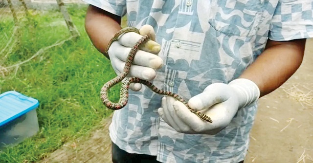 পটুয়াখালীতে বসত বাড়ি থেকে কালনাগিনী উদ্ধার 