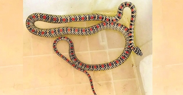 হাসপাতালের স্টাফ কোয়ার্টার থেকে কালনাগিনী সাপ উদ্ধার