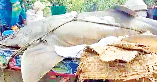 দানব আকৃতির মাছটি বিক্রিকালে প্রশাসনের বাঁধা, ব্যবসায়ীরা লাপাত্তা 