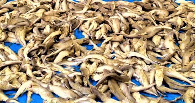 বাবুগঞ্জ উপজেলা যুবদলের আহবায়ক কমিটি ঘোষণা