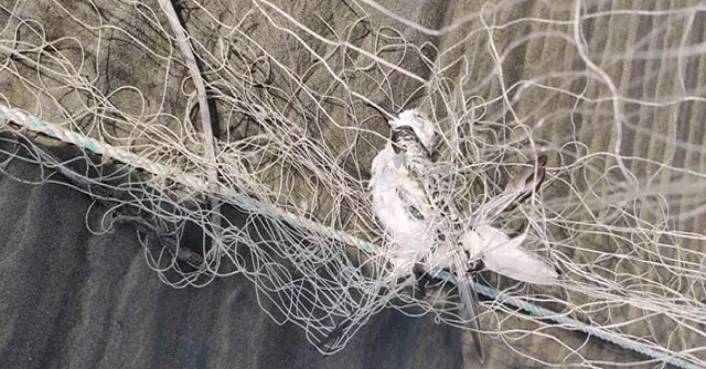 জেলেদের ফাঁদে মরছে সামুদ্রিক পাখি