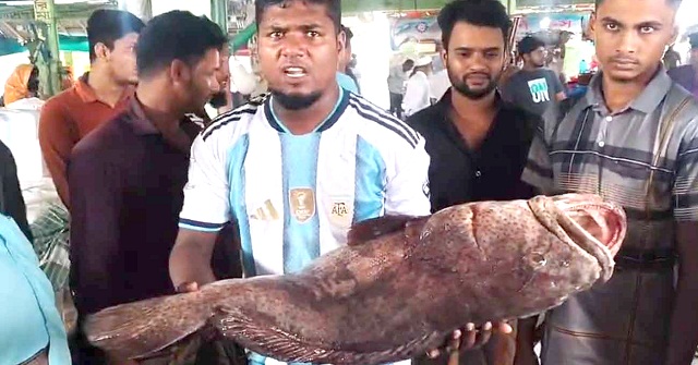 কলাপাড়ায় জালে ধরা পড়লো ২৬ কেজির ভোল মাছ