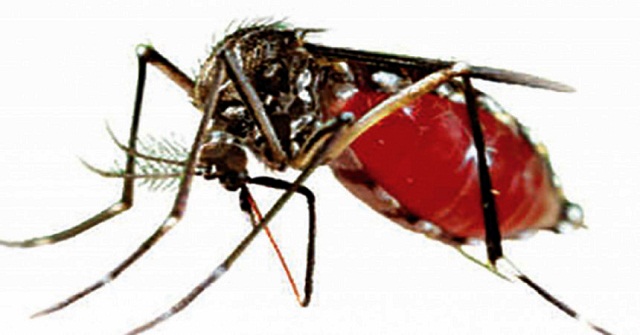 ডেঙ্গুতে আরও ৪ জনের মৃত্যু