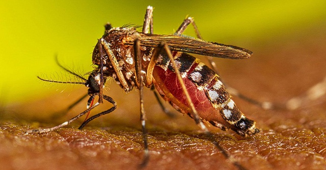 ২৪ ঘণ্টায় ১৪ জন ডেঙ্গু নিয়ে হাসপাতালে