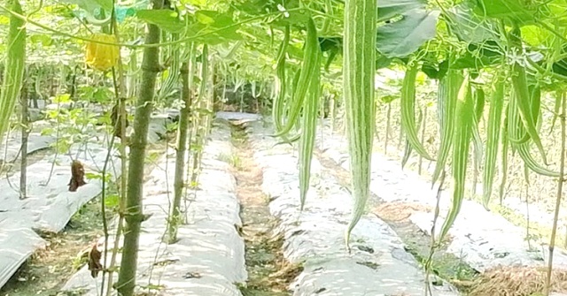 '  বরিশালে কৃষির চিরচেনা সংকট মোকাবিলায় জনপ্রিয় হচ্ছে ‘মালচিং পদ্ধতি’