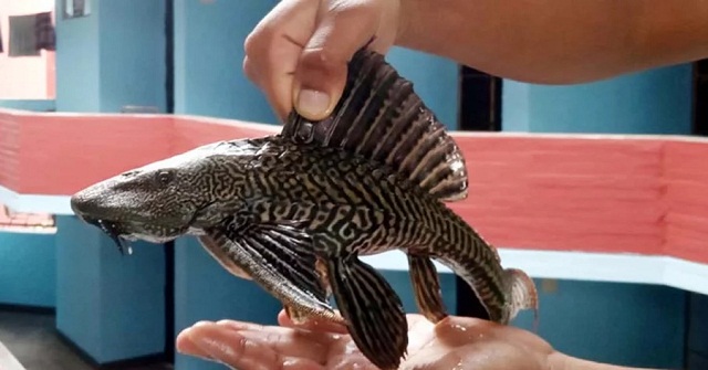 নিষিদ্ধ হলো সাকার মাছ