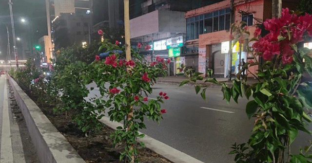 রাজধানীর সাত মসজিদে ফুল গাছে সজ্জিত হচ্ছে সড়কের বিভাজক