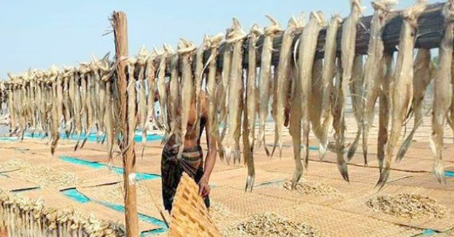 শুঁটকিতে ঘুরে দাঁড়ানোর স্বপ্ন বুনছেন উপকূলবাসী