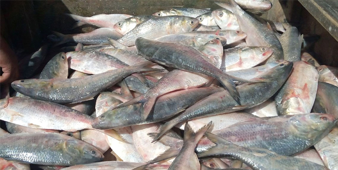 নিষেধাজ্ঞা শেষ দুই দিনে ২ কোটি টাকার মাছ বিক্রি