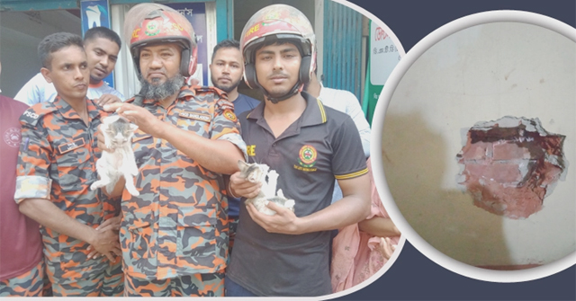  দুই ভবনের মাঝে আটকে ছিল বিড়ালের বাচ্চা, ফায়ার সার্ভিস ডেকে উদ্ধার