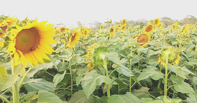 সূর্যমুখী চাষে ঝুঁকছেন পিরোজপুরের কৃষকরা